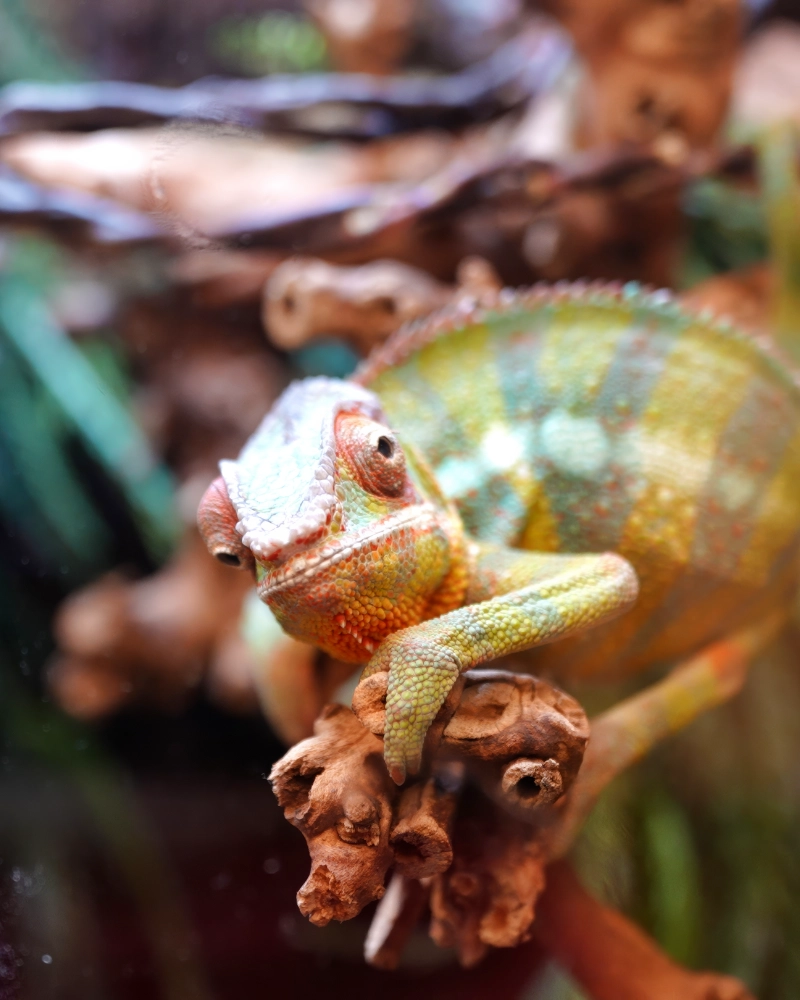 A reptile looking right at YOU!